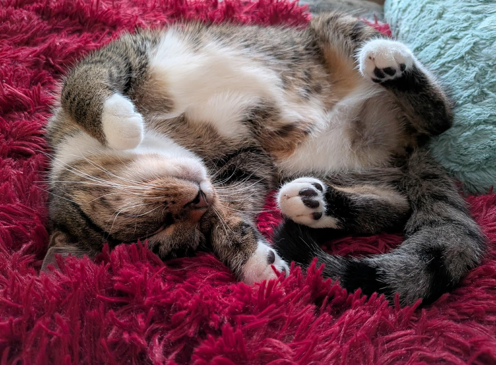 Hestia & Athena, a Adoptable Domestic Short Hair in Fredericton, NB image 3/6