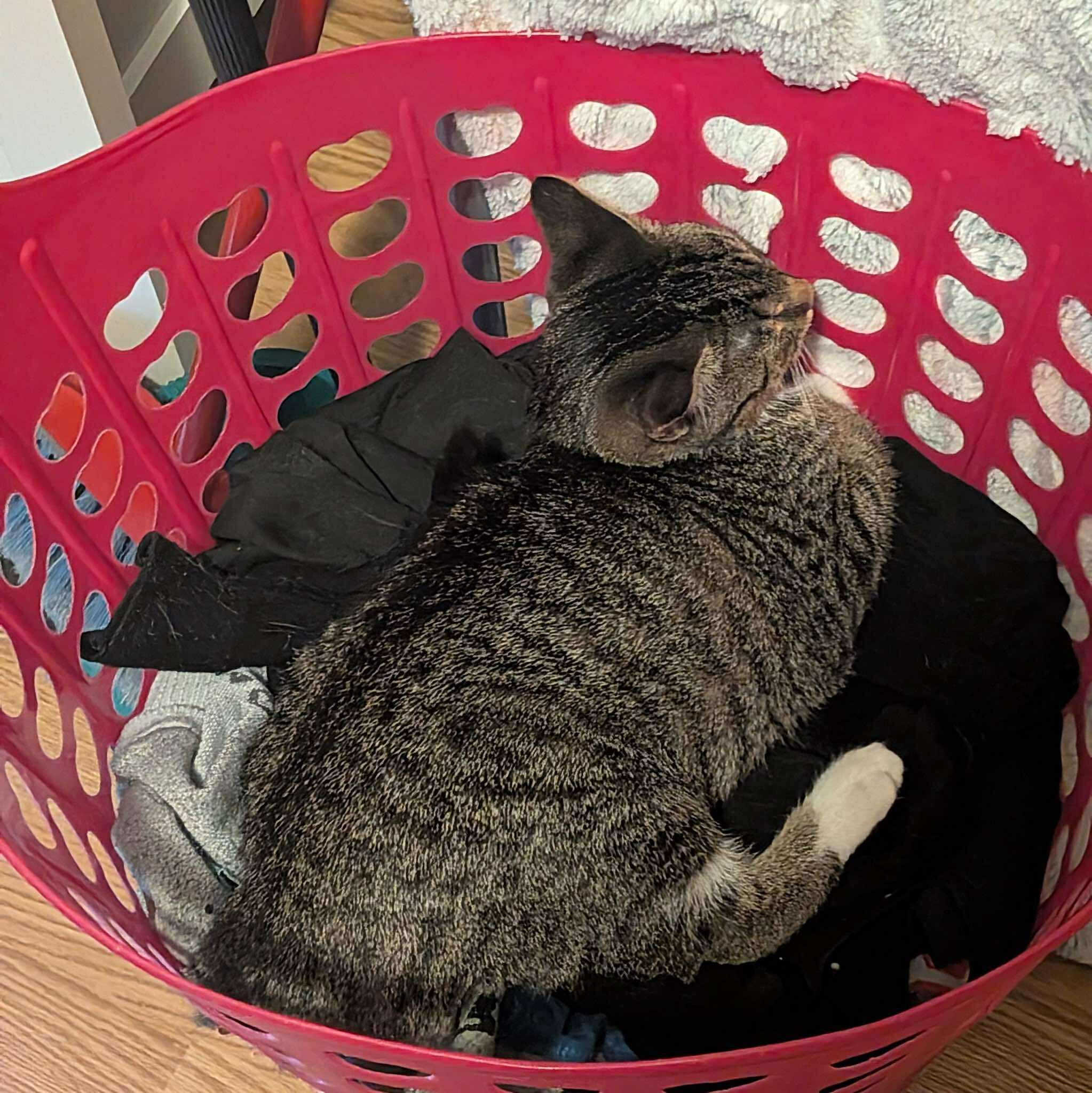 Hestia & Athena, a Adoptable Domestic Short Hair in Fredericton, NB image 6/6