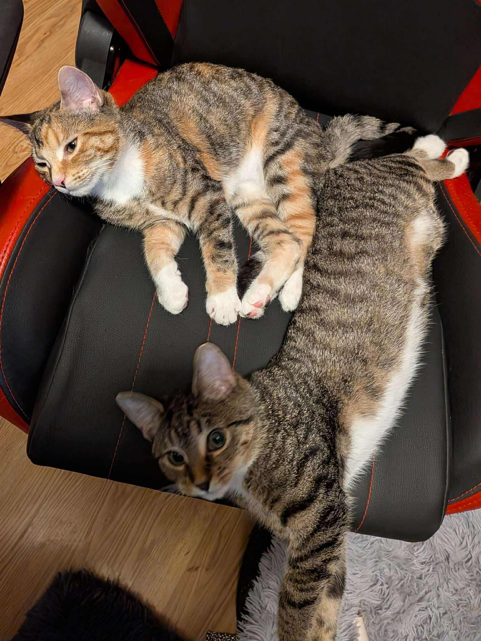 Hestia & Athena, a Adoptable Domestic Short Hair in Fredericton, NB image 4/6