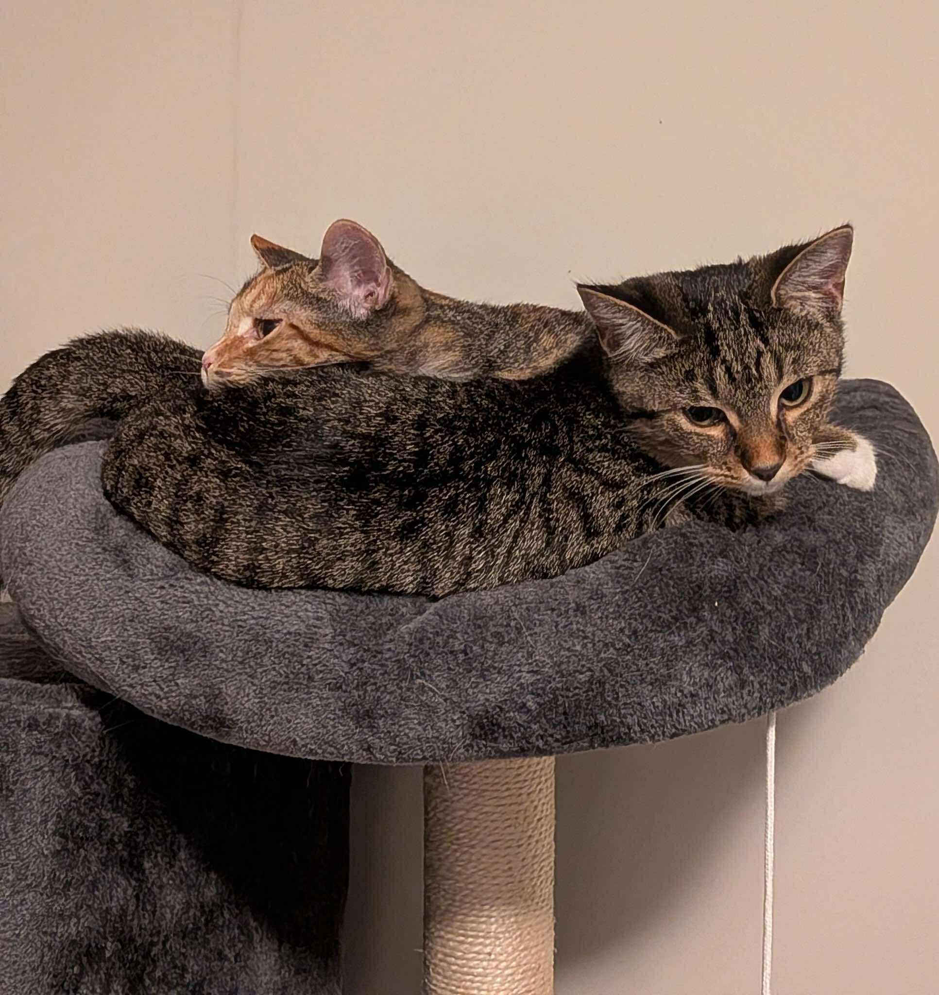 Hestia & Athena, a Adoptable Domestic Short Hair in Fredericton, NB image 5/6