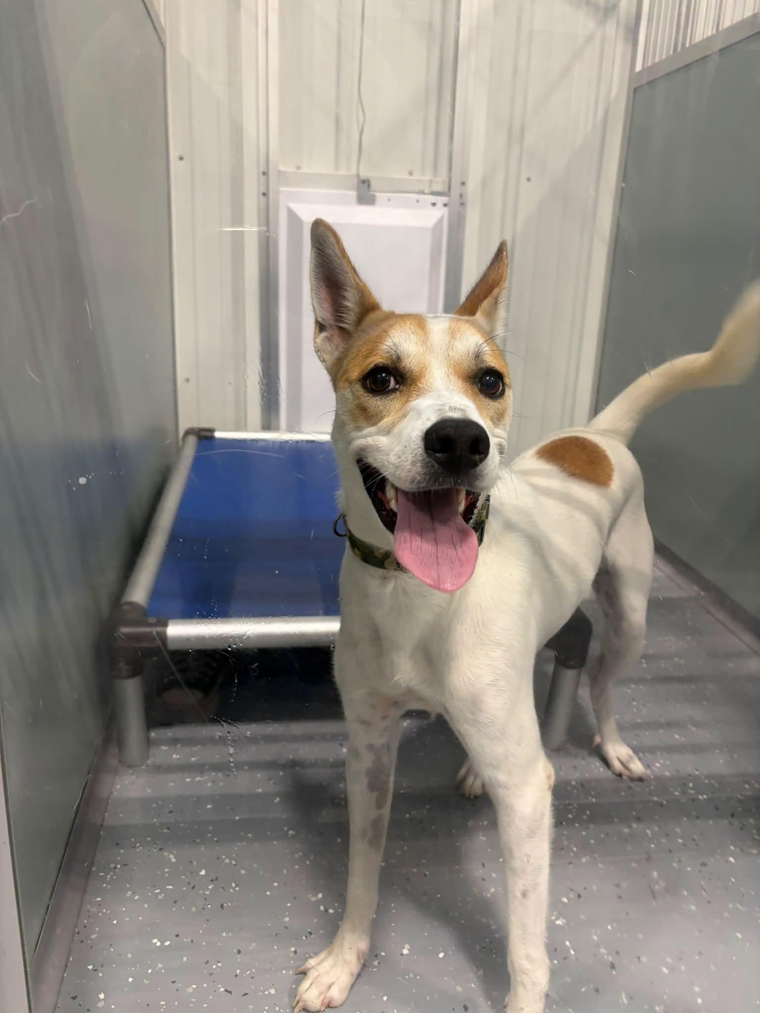 Enlarge Peanut, a Adoptable Mixed Breed in Davenport, IA image 1/1