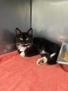 Oscar, Adoptable, Adult Male Domestic Medium Hair.