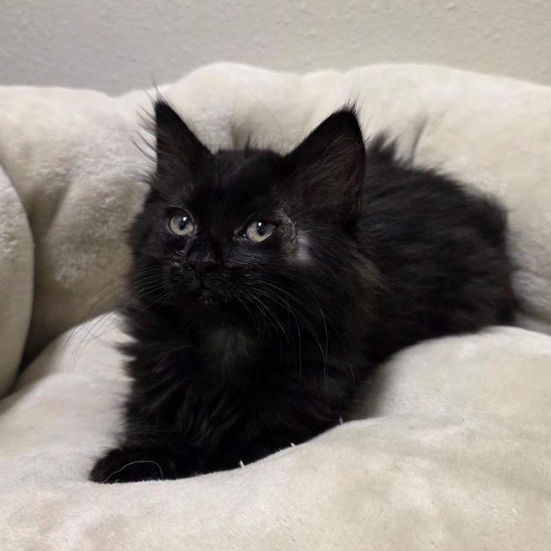 Nevada, Adoptable, Young Female Domestic Long Hair.