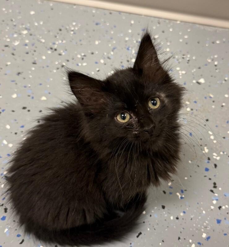 Nevada, a Adoptable Domestic Long Hair in Yankton, SD image 2/2