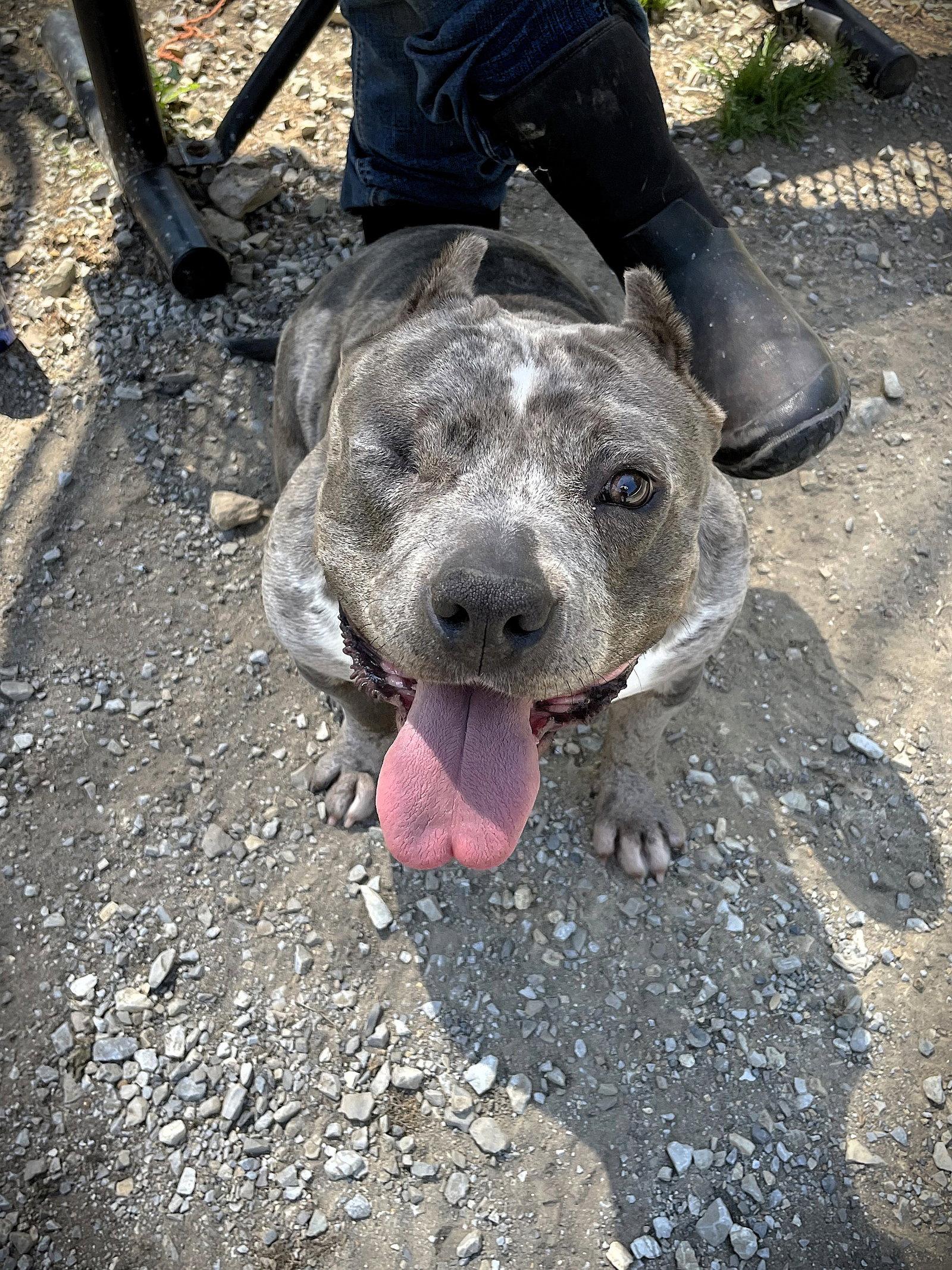 BABY GIRL, Adoptable, Adult Female Mixed Breed.