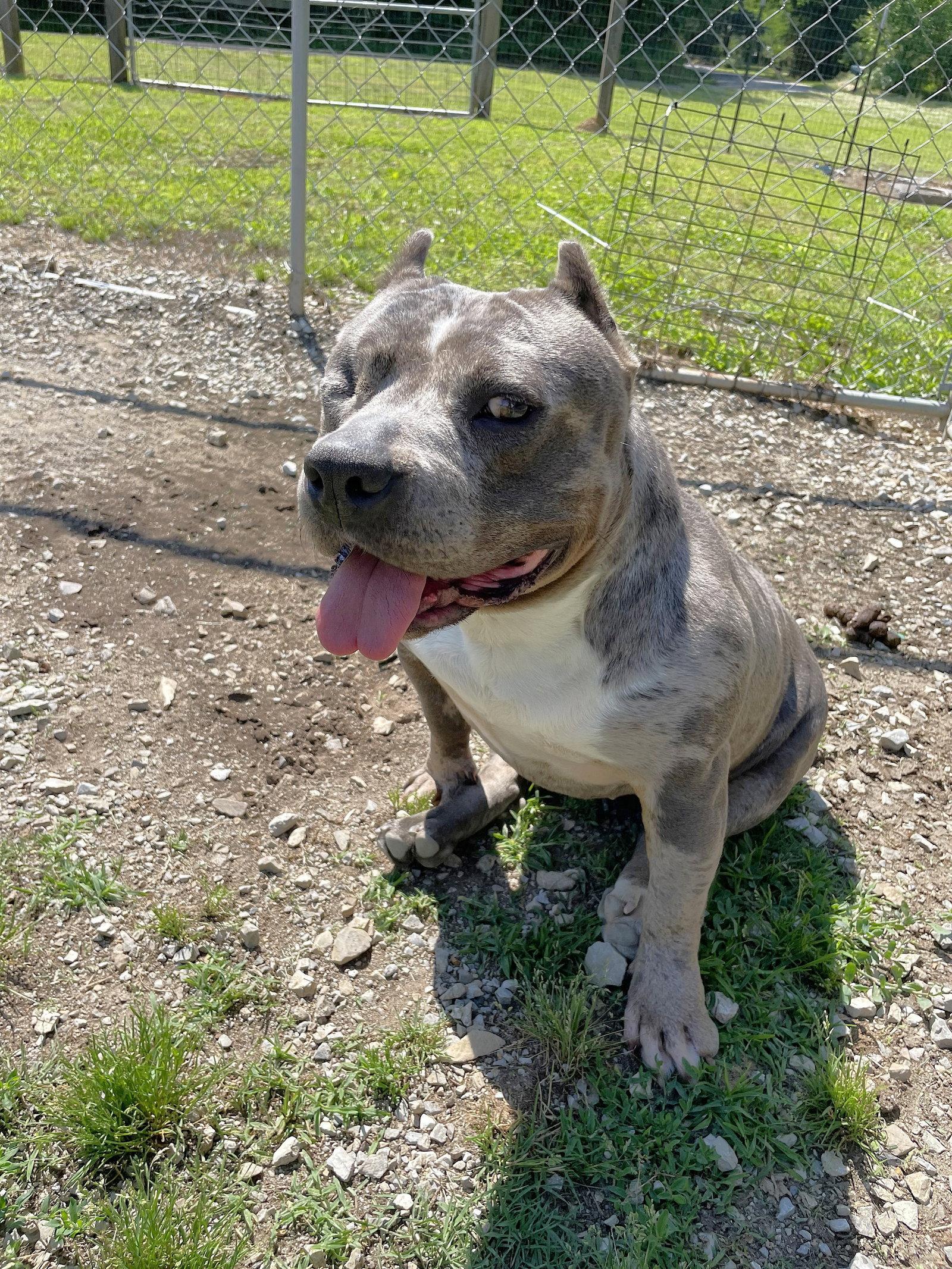 Enlarge BABY GIRL, a Adoptable Mixed Breed in Chatsworth, GA image 2/3