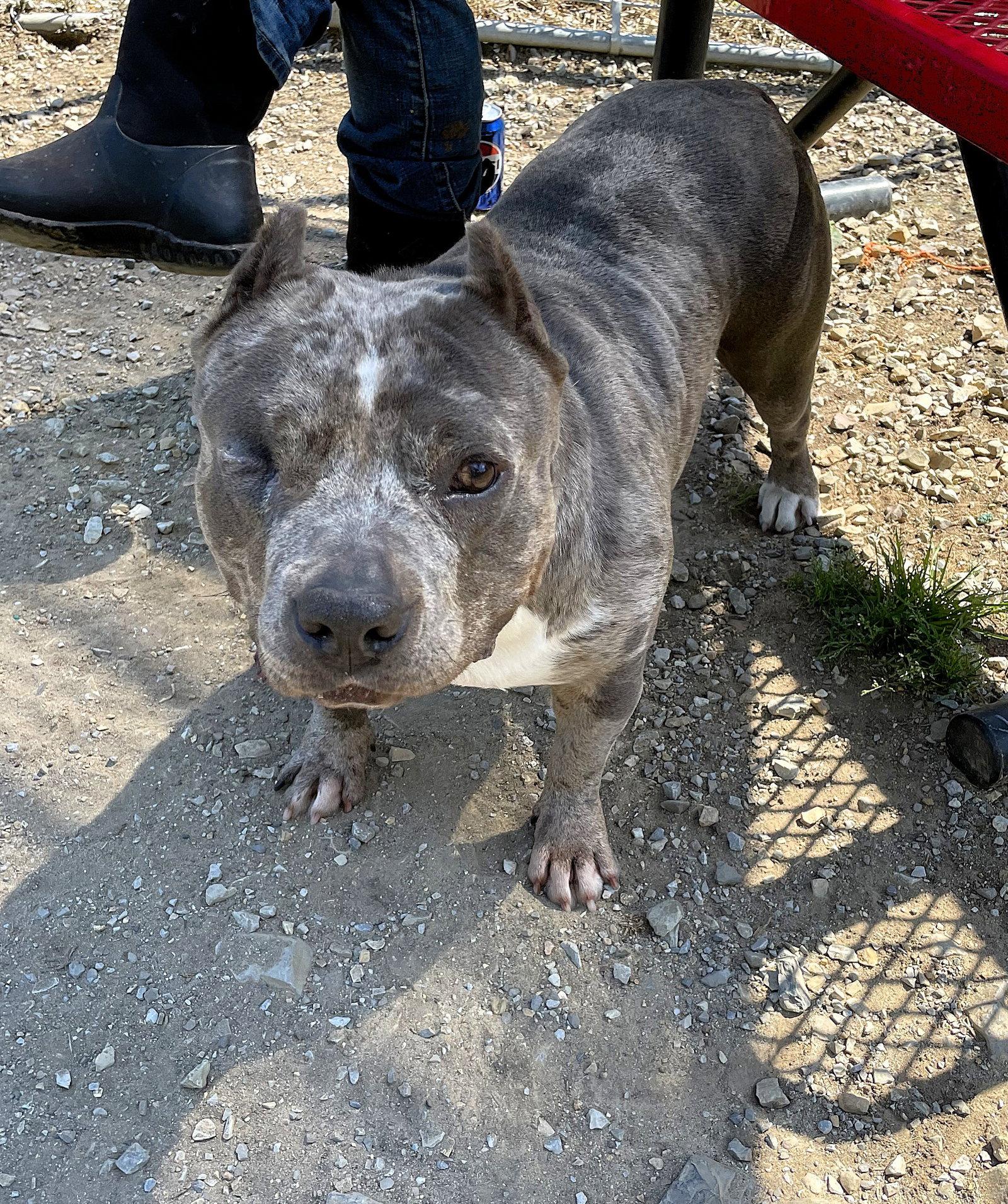 Enlarge BABY GIRL, a Adoptable Mixed Breed in Chatsworth, GA image 3/3