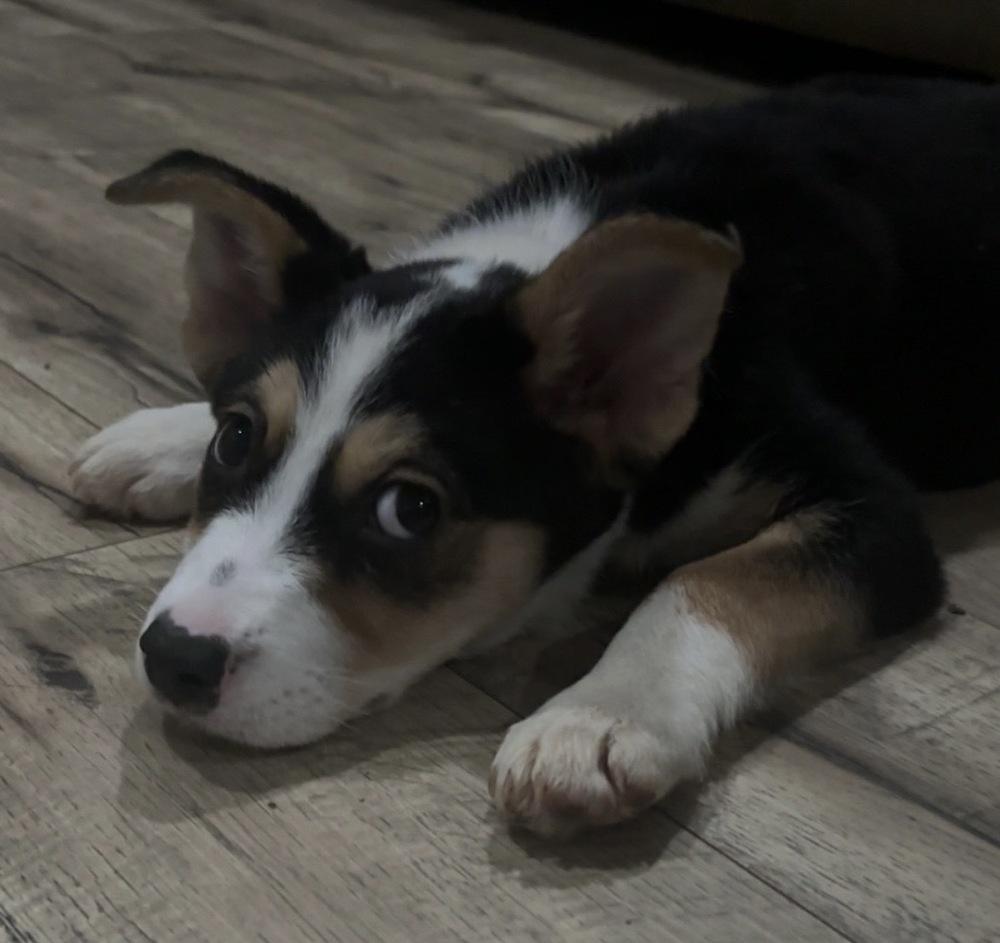 Mochi, Adopted, Puppy Female Chihuahua & Terrier.