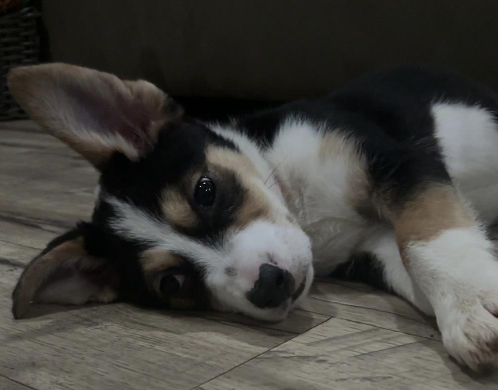 Enlarge Mochi, a Adopted mixed breed in Wendell, NC image 2/4