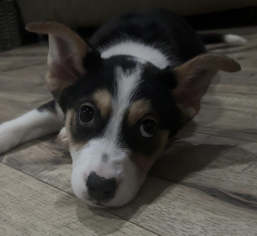 Enlarge Mochi, a Adopted mixed breed in Wendell, NC image 3/4