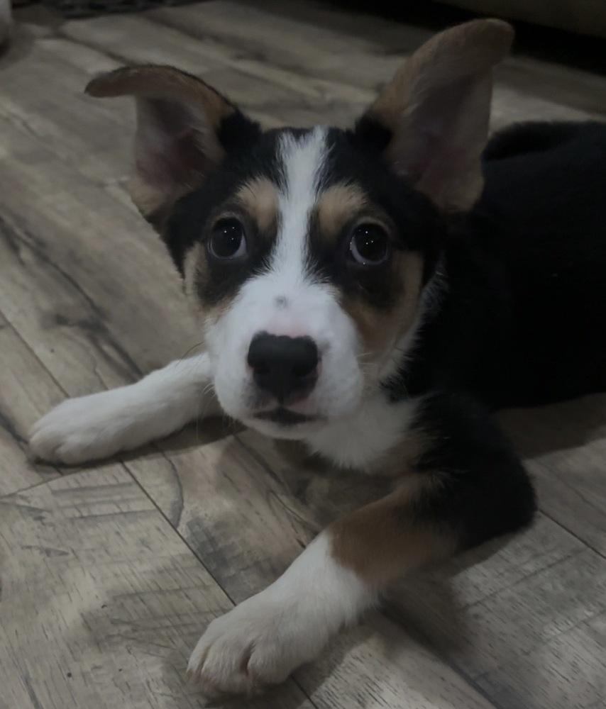 Enlarge Mochi, a Adopted mixed breed in Wendell, NC image 4/4