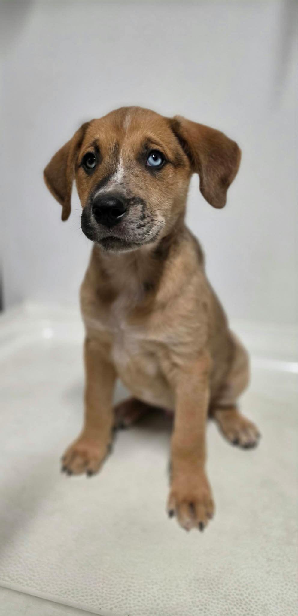 Enlarge Chester, a Adoptable Mixed Breed in Argyle, NY image 2/2