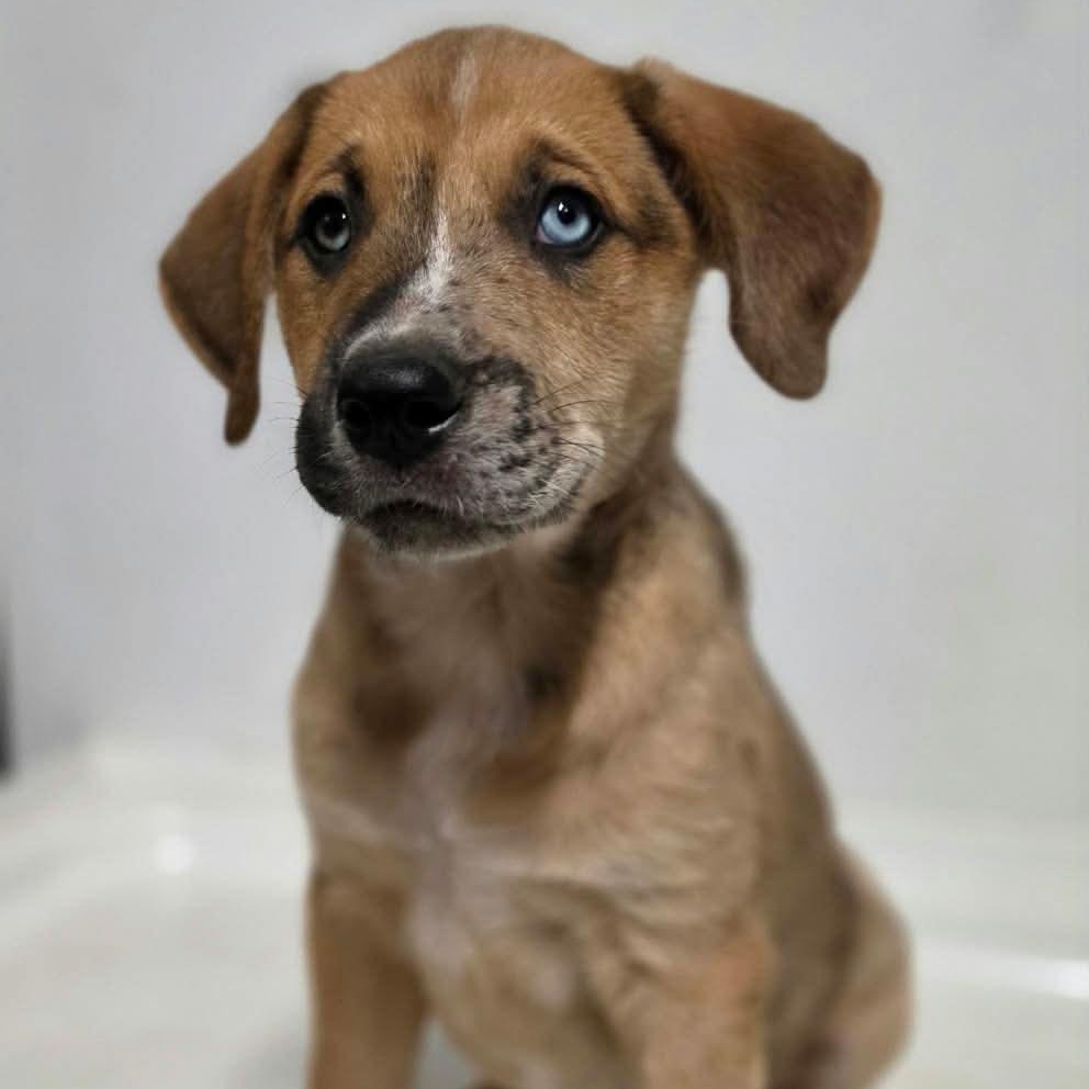 Enlarge Chester, a Adoptable Mixed Breed in Argyle, NY image 1/2