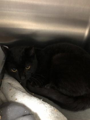 Boink, Adoptable, Kitten Male Domestic Short Hair & Domestic Short Hair.