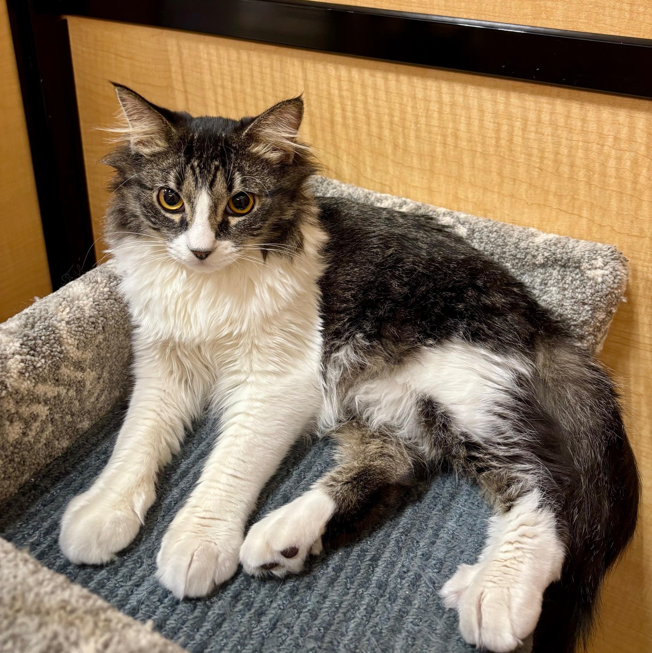 Enlarge Figaro, a ADOPTABLE Domestic Medium Hair in Irvine, CA image 2/4