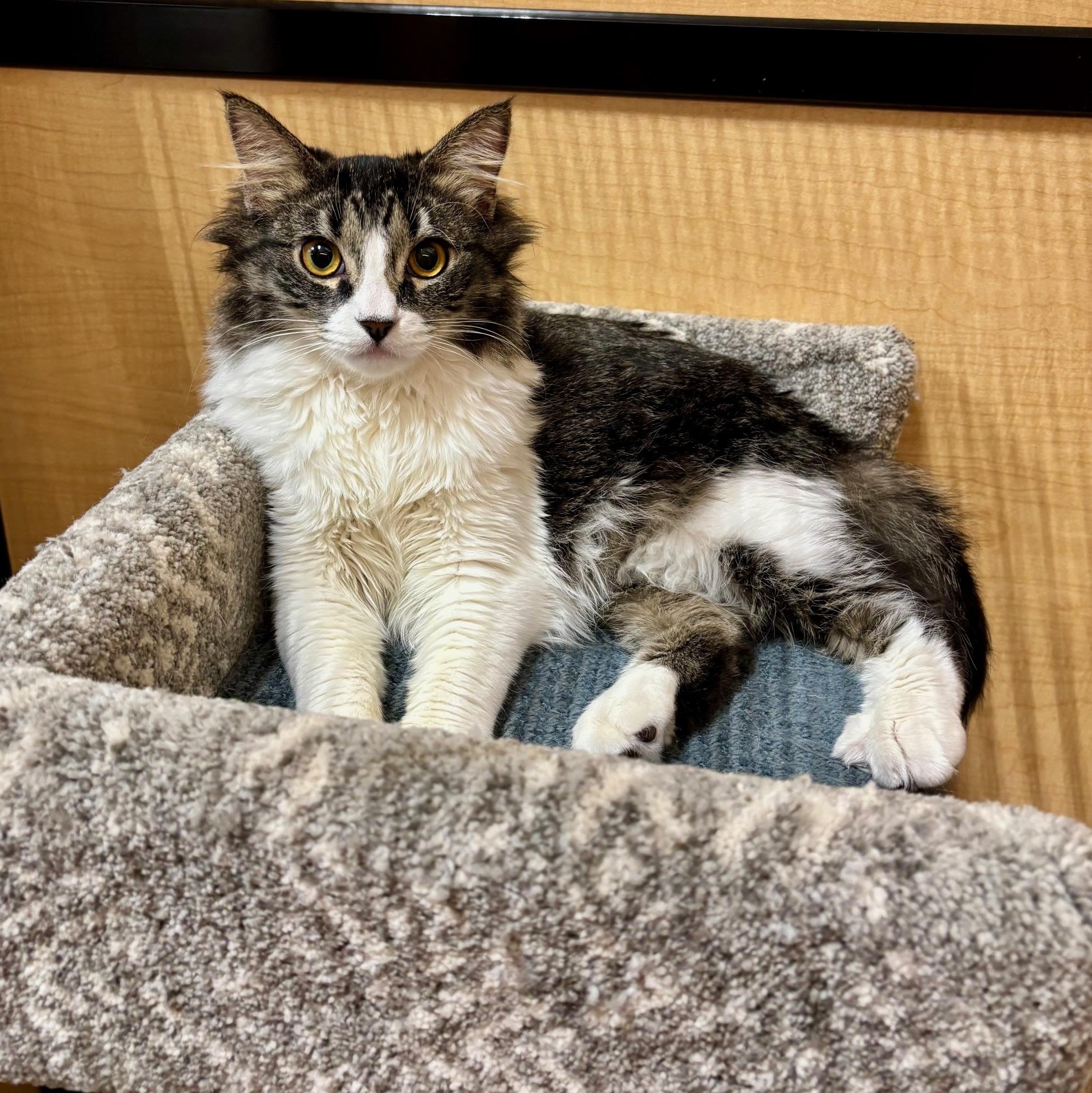 Enlarge Figaro, a ADOPTABLE Domestic Medium Hair in Irvine, CA image 3/4