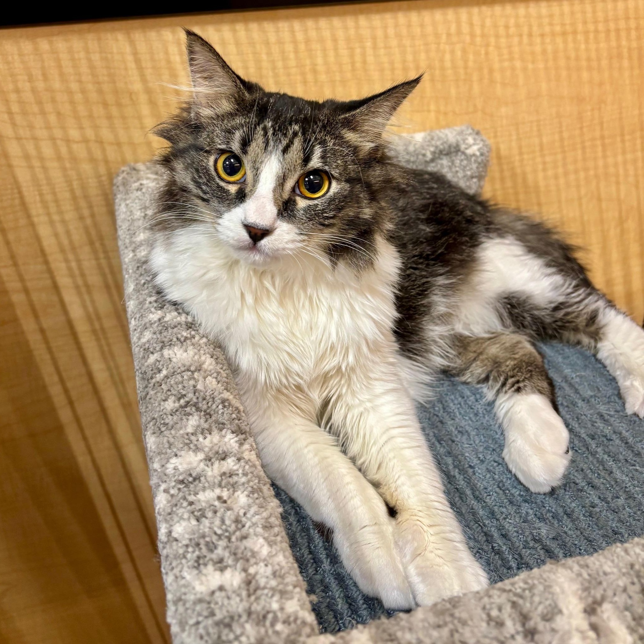 Enlarge Figaro, a ADOPTABLE Domestic Medium Hair in Irvine, CA image 4/4