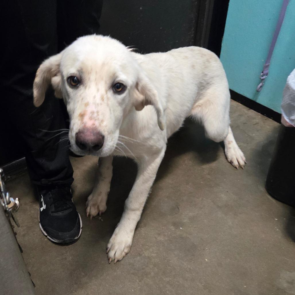 Enlarge Peppermint, an adopted mixed breed in Graham, TX image 1/1