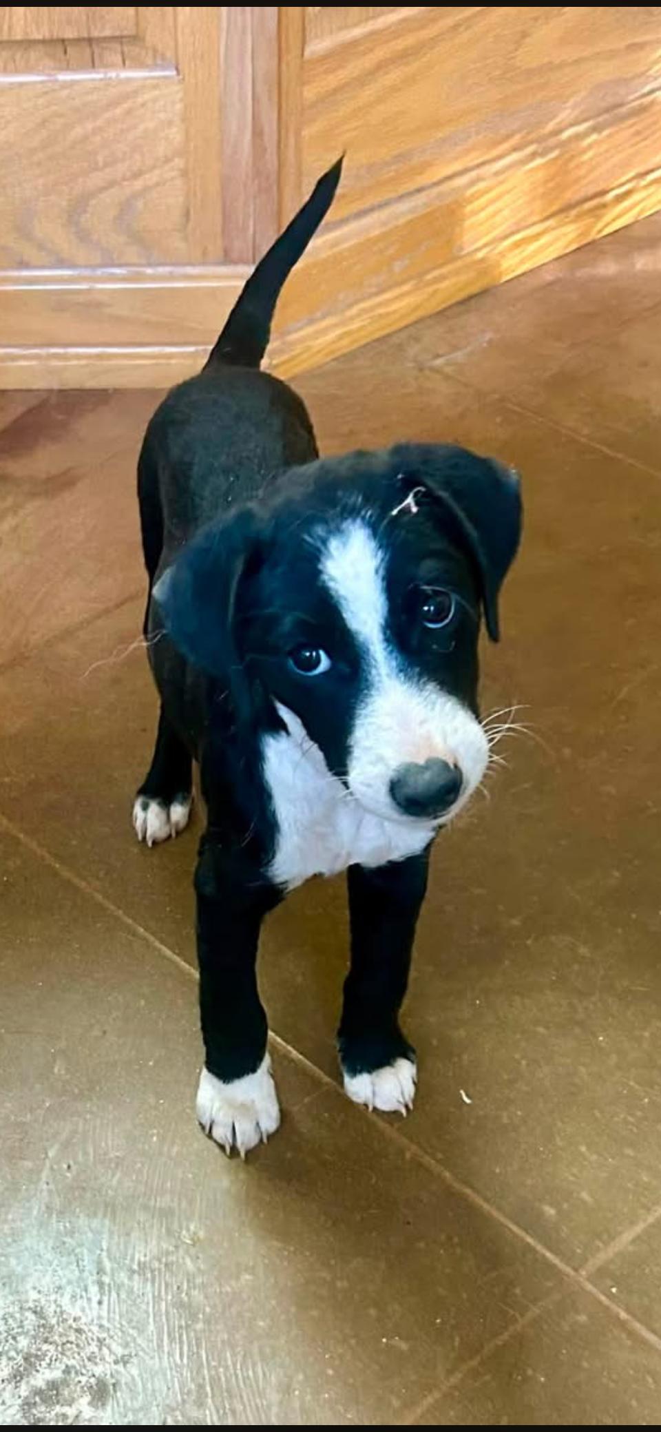 Lincoln, Adoptable, Puppy Male Mixed Breed.