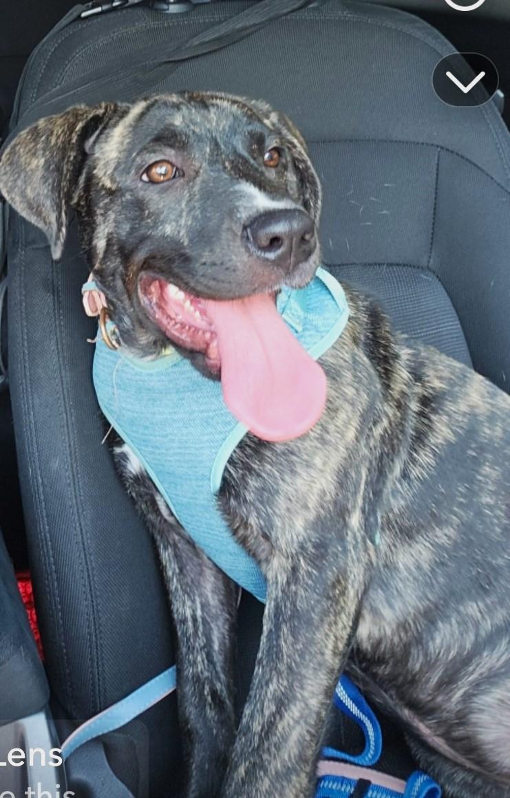 Tesoro, Adoptable, Young Female Pit Bull Terrier.