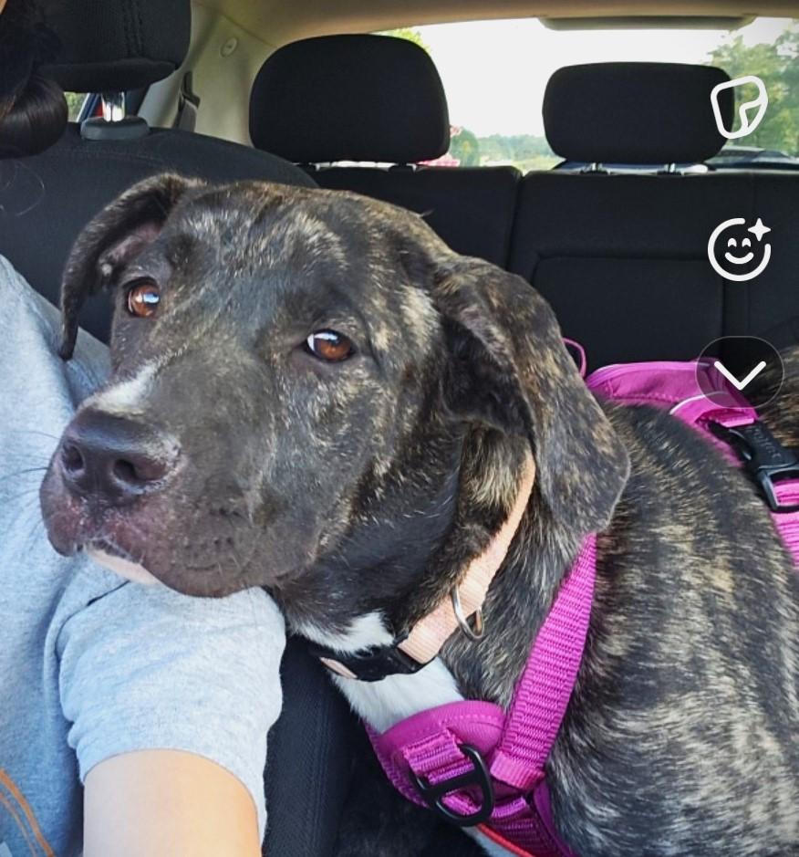 Enlarge Tesoro, a Adoptable mixed breed in Huntington, NY image 2/2