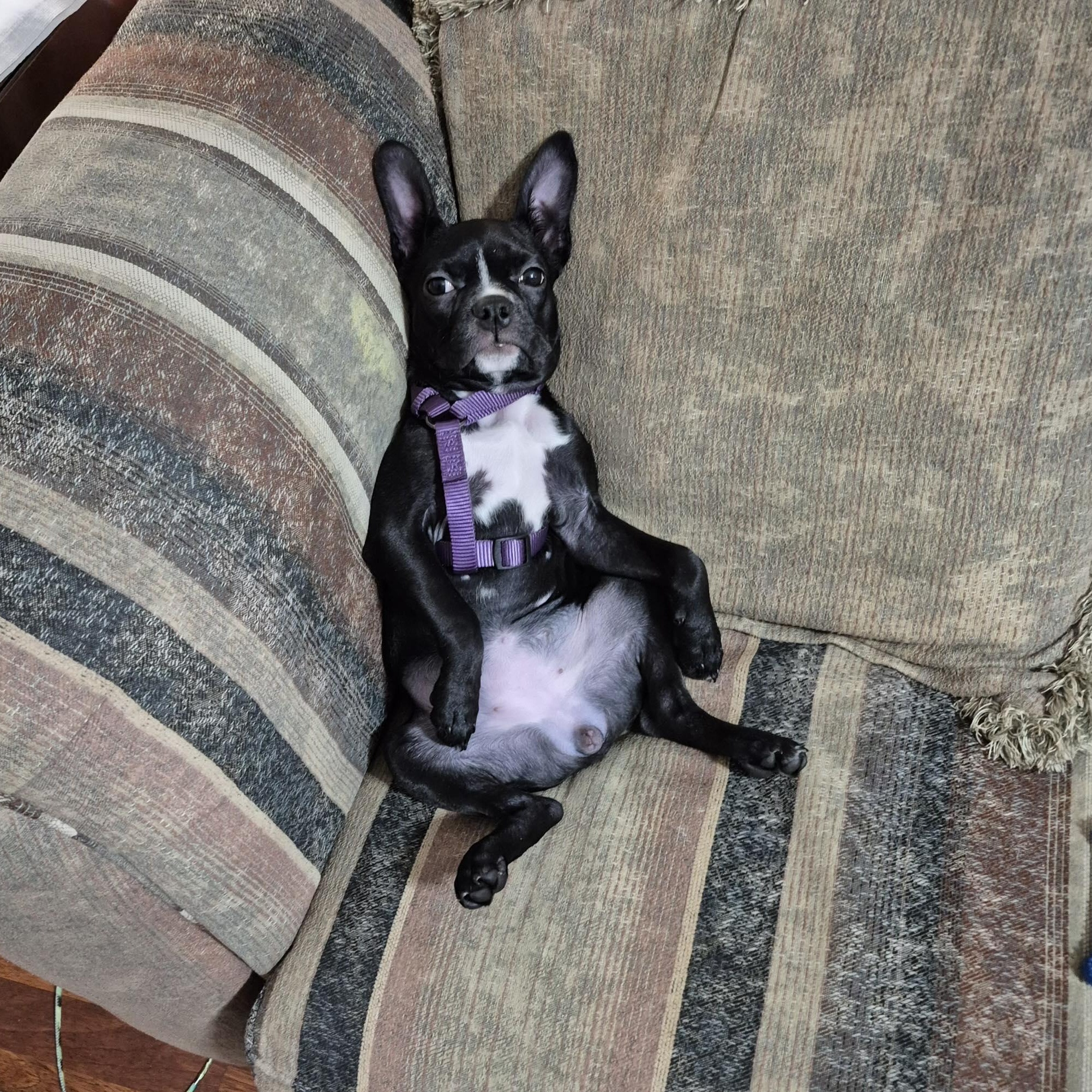 Shadow, ADOPTABLE, Young Female Boston Terrier.