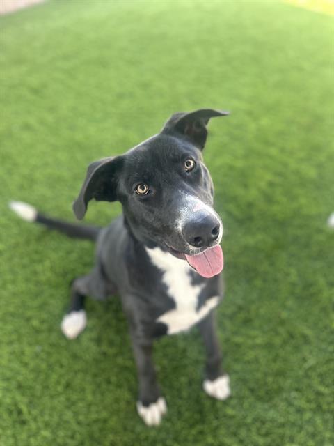 MAGGIE, Adoptable, Young Female Labrador Retriever & German Shepherd Dog.