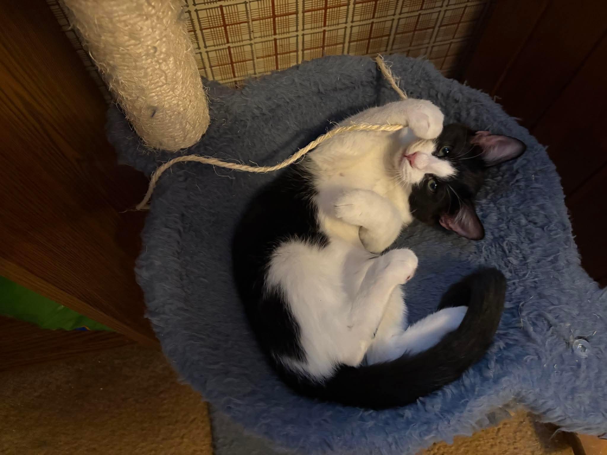 Enlarge Frieda, an adopted mixed breed in Pocatello, ID image 2/3