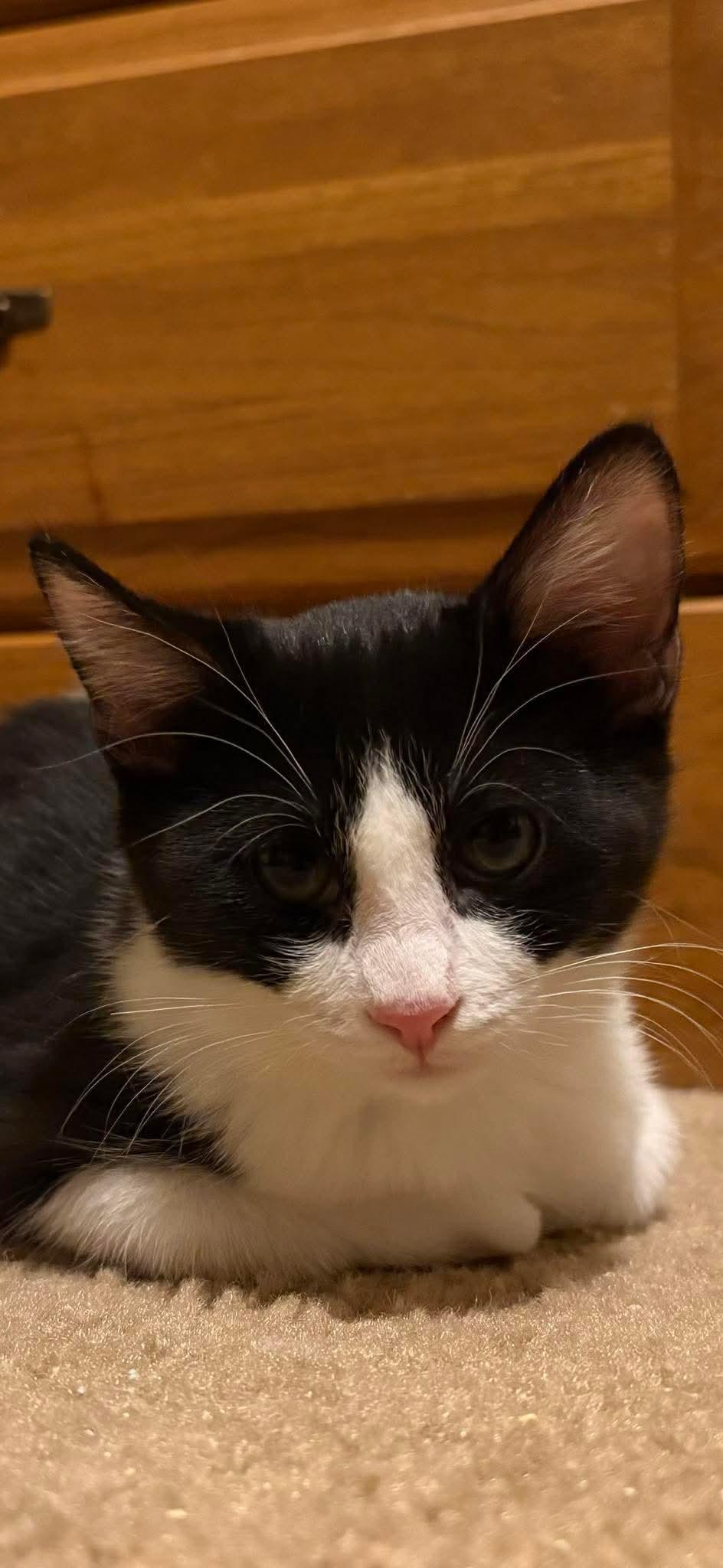 Frieda, adopted, Kitten Female American Shorthair.