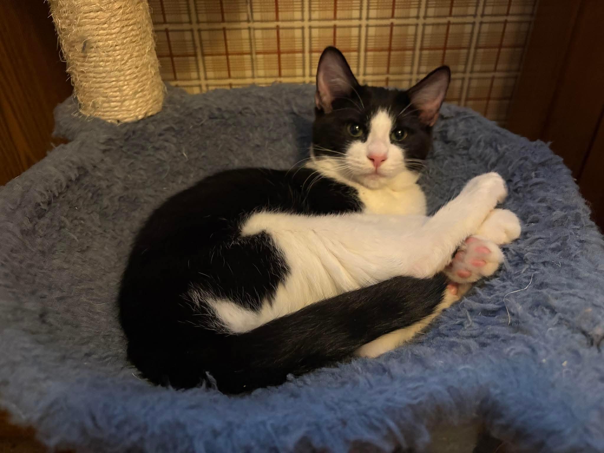 Enlarge Frieda, an adopted mixed breed in Pocatello, ID image 3/3