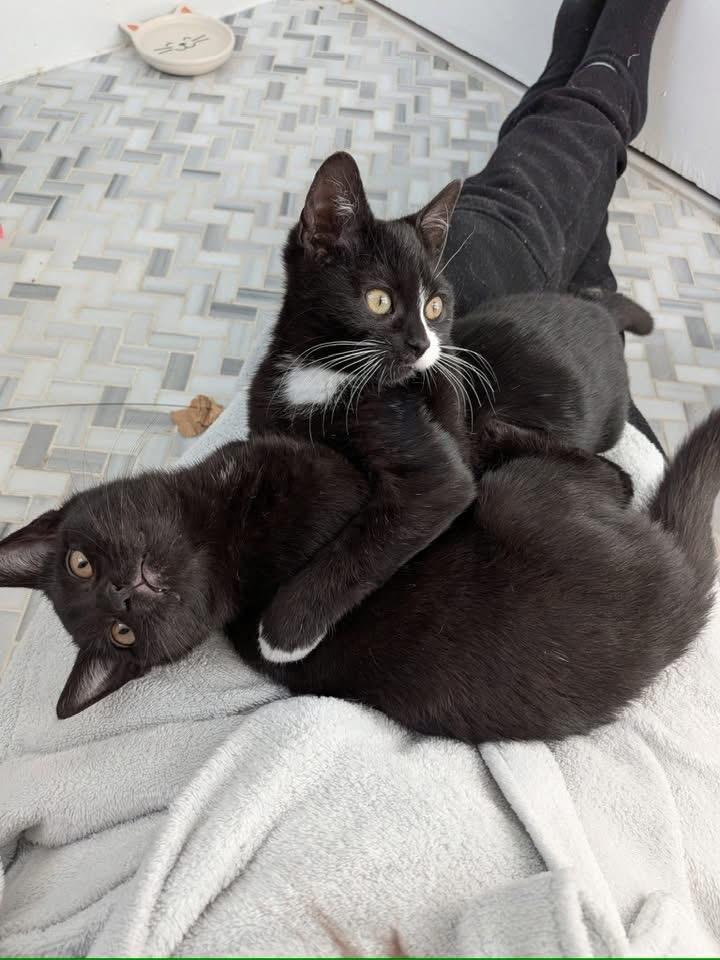 Mikey & Billy, an adopted mixed breed in Newark, NJ image 2/2