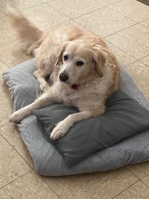 Rosie, Adopted, Senior Female Golden Retriever.