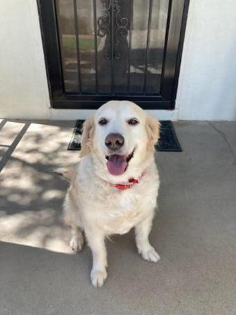 Enlarge Rosie, a Adopted mixed breed in Littleton, CO image 3/6