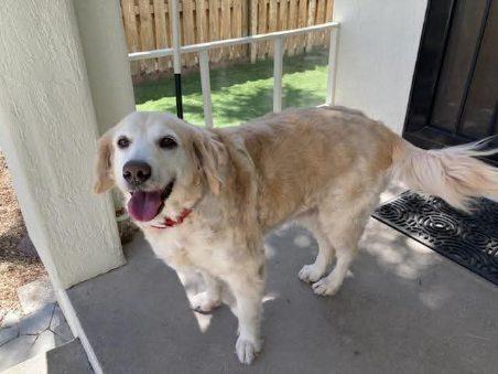 Enlarge Rosie, a Adopted mixed breed in Littleton, CO image 5/6
