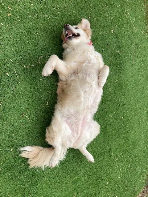 Enlarge Rosie, a Adopted mixed breed in Littleton, CO image 6/6