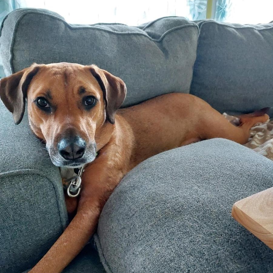 Enlarge Allie, a Adoptable mixed breed in Woodbridge, NJ image 1/2