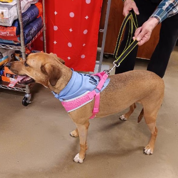 Enlarge Allie, a Adoptable mixed breed in Woodbridge, NJ image 2/2