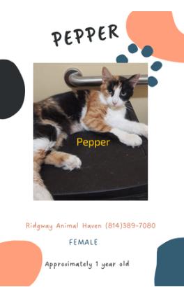 Pepper, Adoptable, Adult Female American Shorthair.