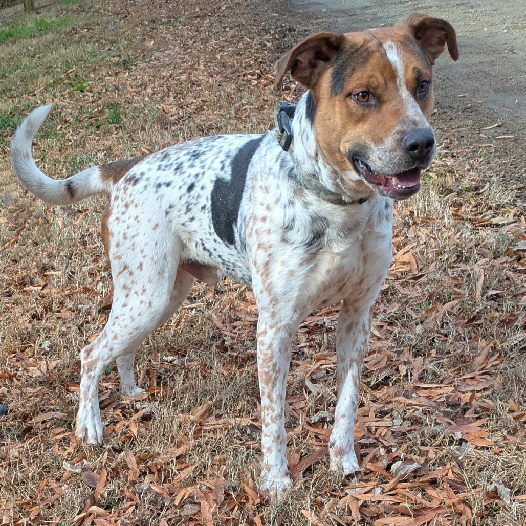 Niblet, Adoptable, Adult Male Cattle Dog.