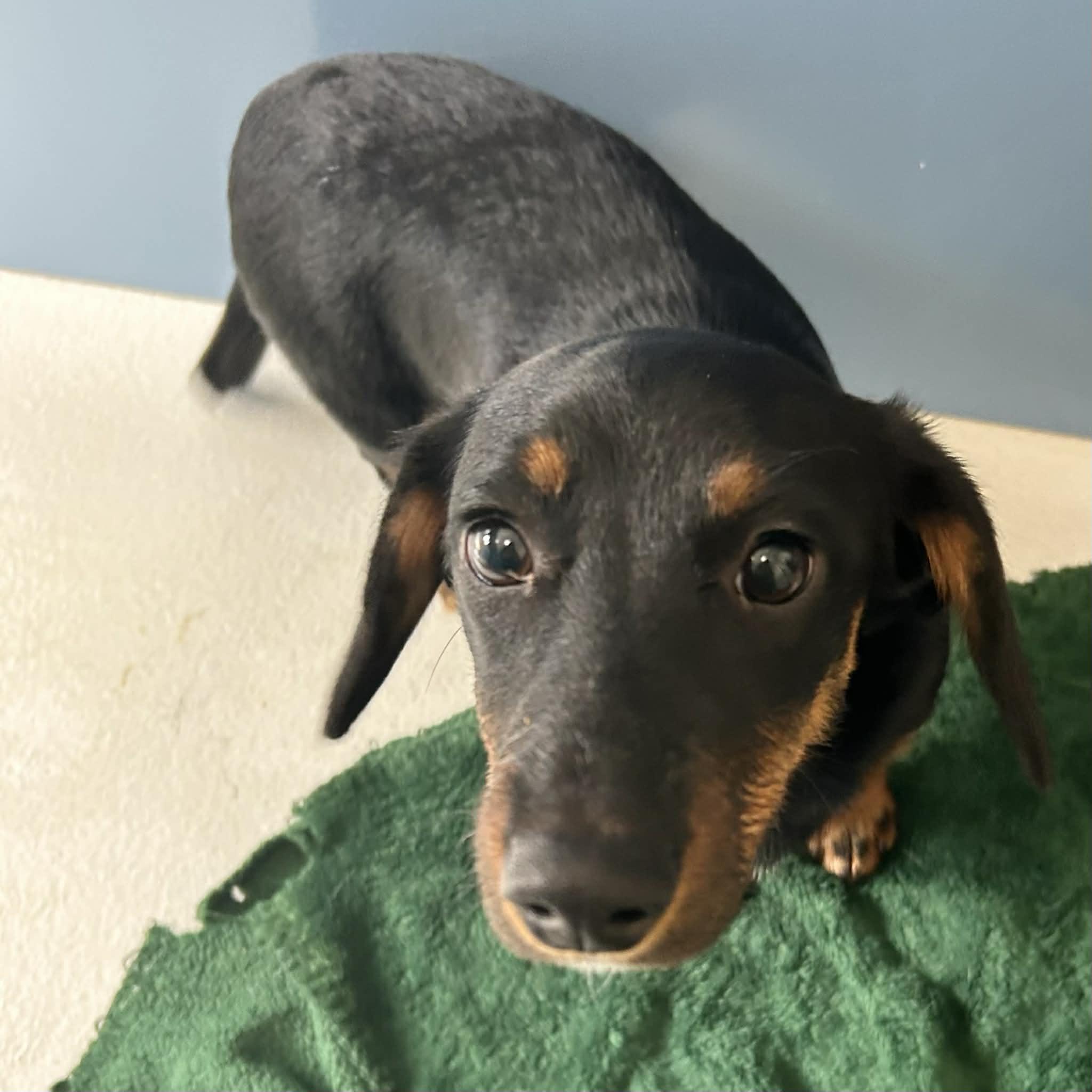Enlarge Kevin, an adoption pending Dachshund in Boulder, CO image 3/4
