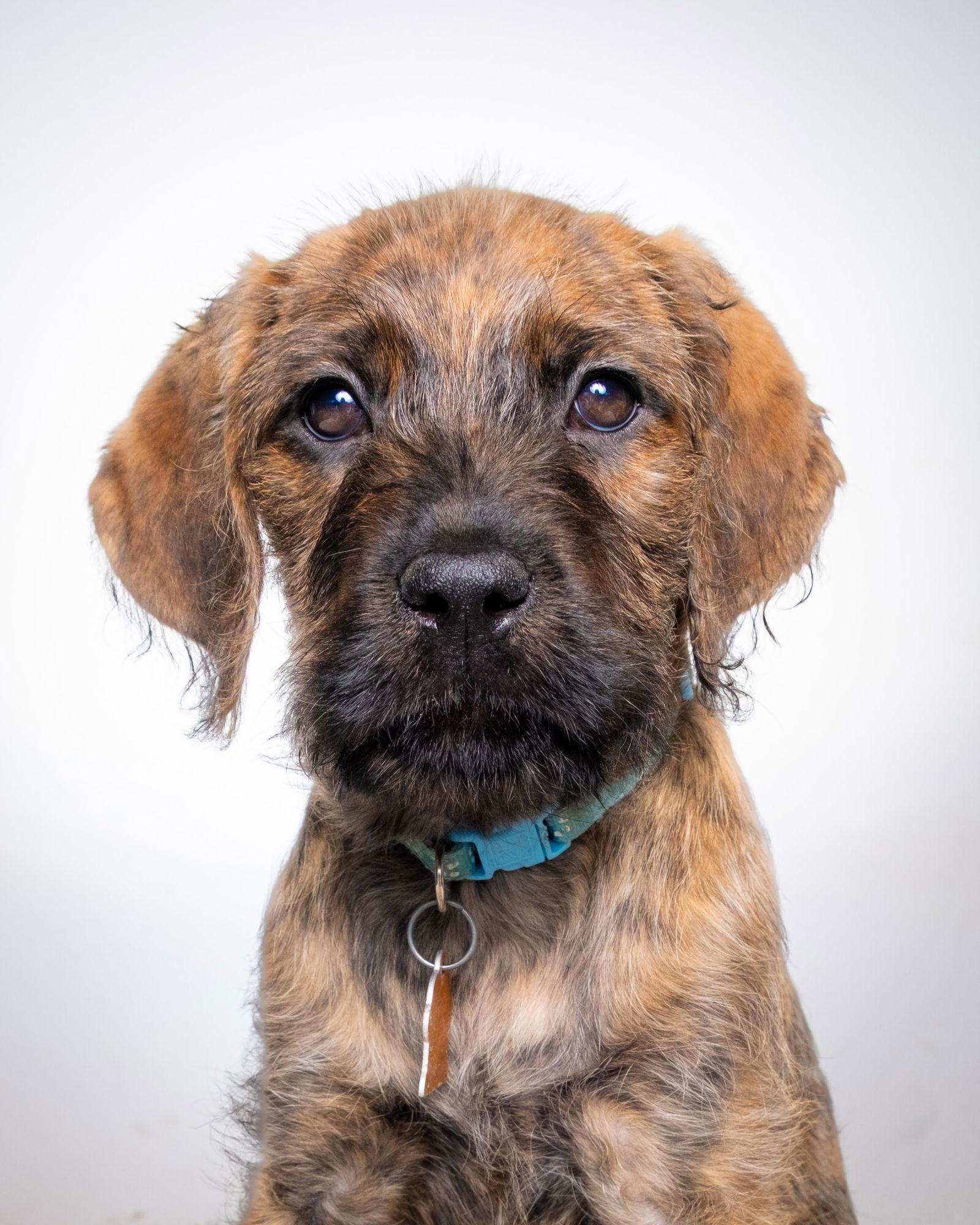 Enlarge Robin, a Adoptable mixed breed in Sunnyvale, CA image 1/1