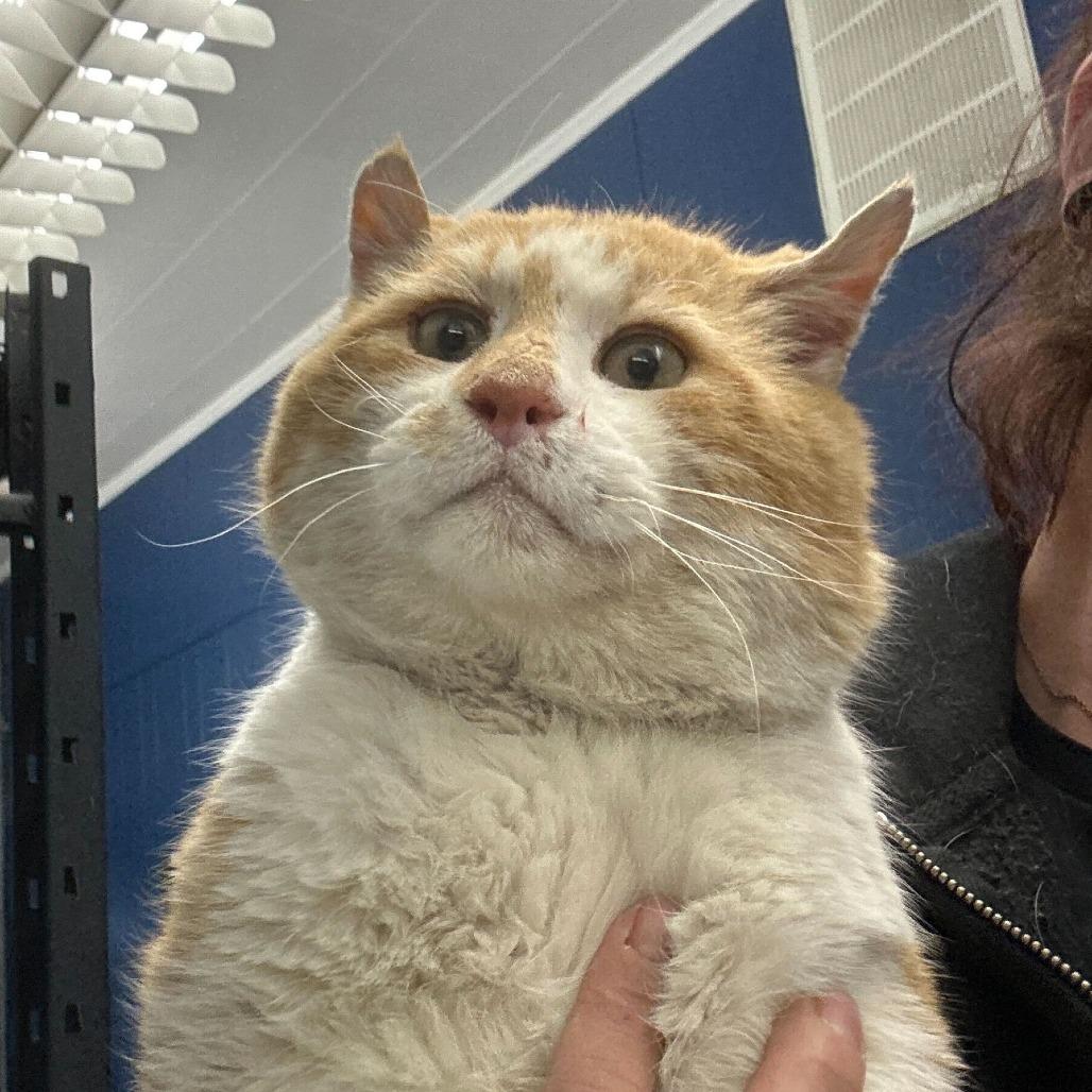 Enlarge Dan, a Adoptable Domestic Medium Hair in Oak Hill, WV image 1/1