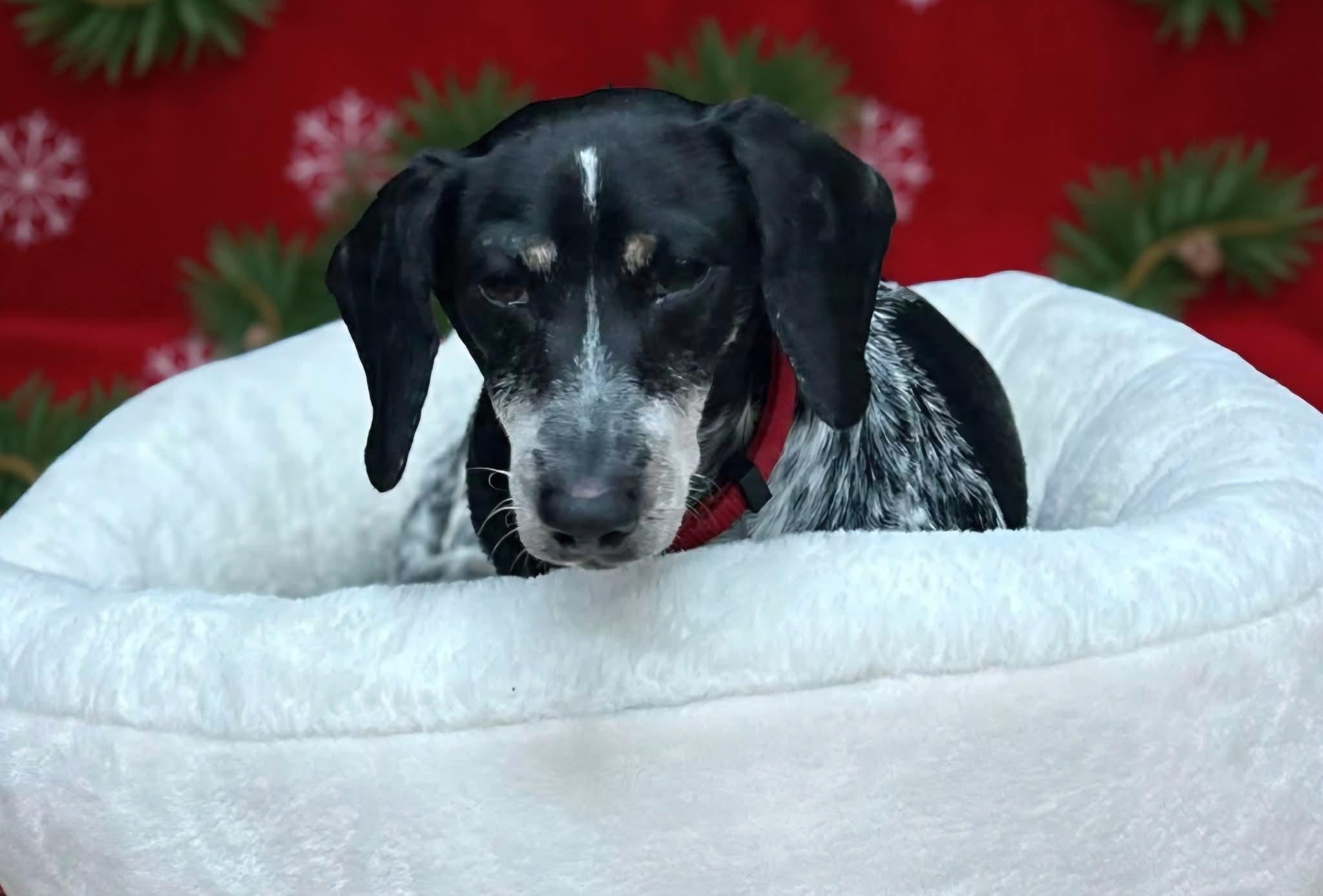 Enlarge Olive , a ADOPTABLE Dachshund in Clovis, CA image 2/4