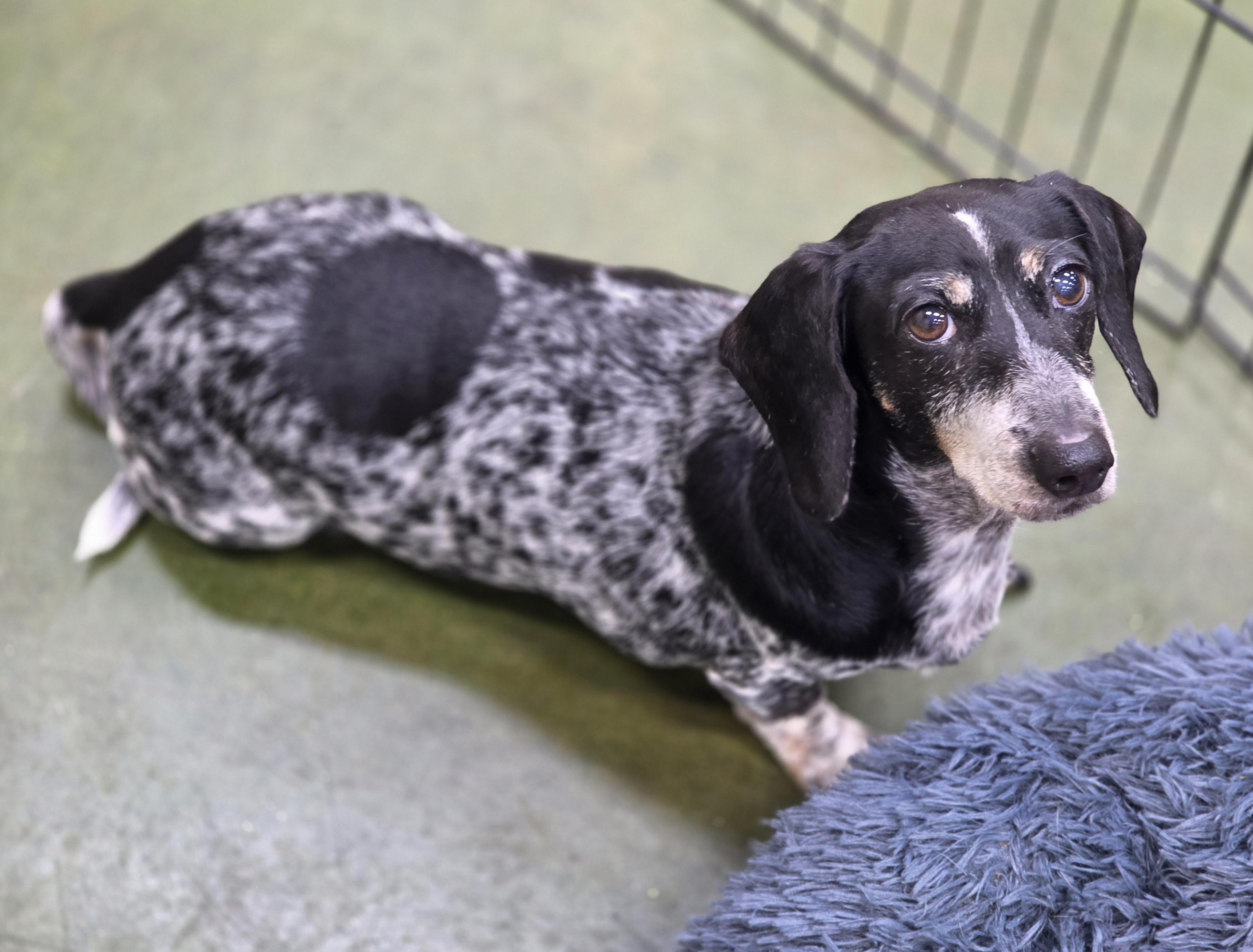 Enlarge Olive , a ADOPTABLE Dachshund in Clovis, CA image 3/4