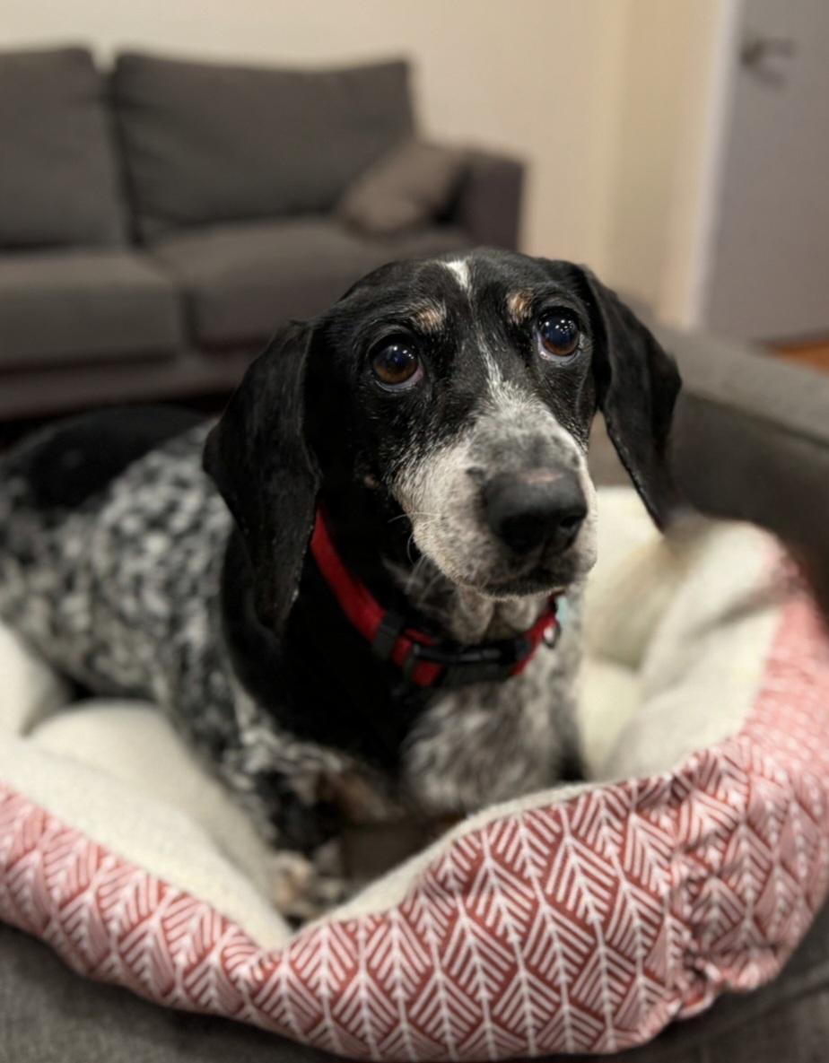 Enlarge Olive , a ADOPTABLE Dachshund in Clovis, CA image 1/4