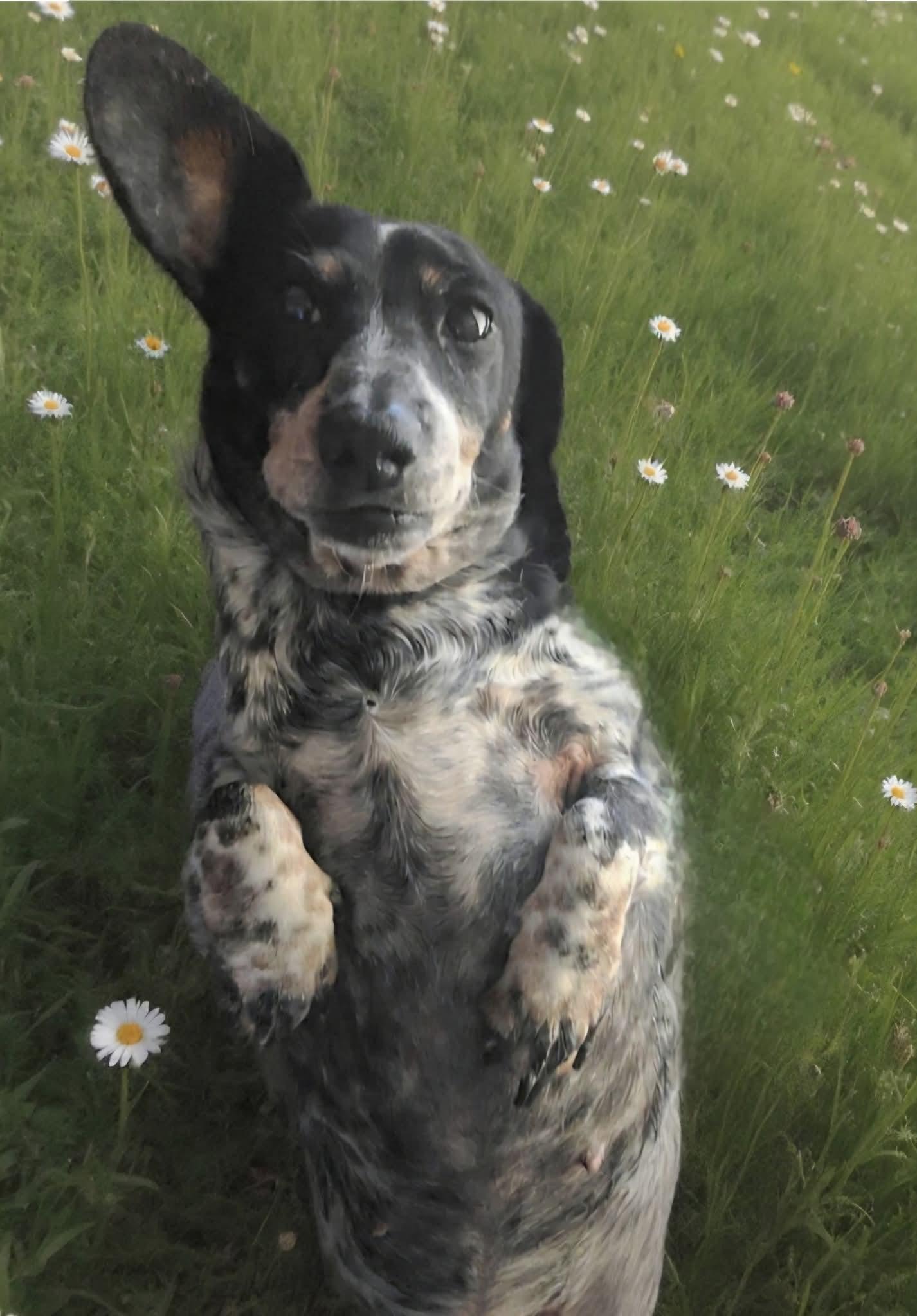 Enlarge Olive , a ADOPTABLE Dachshund in Clovis, CA image 4/4