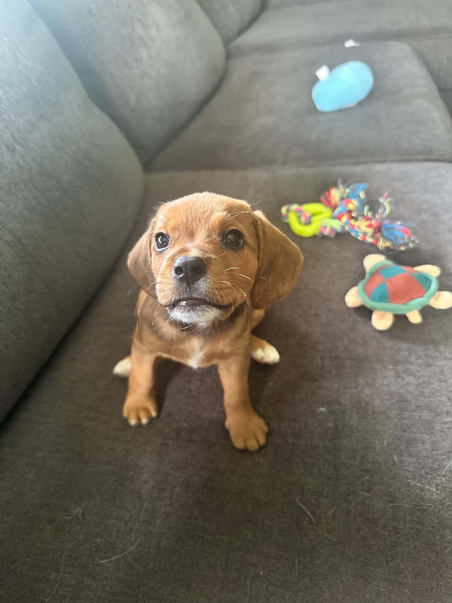 Bella, a ADOPTABLE mixed breed in Union Grove, WI image 3/5