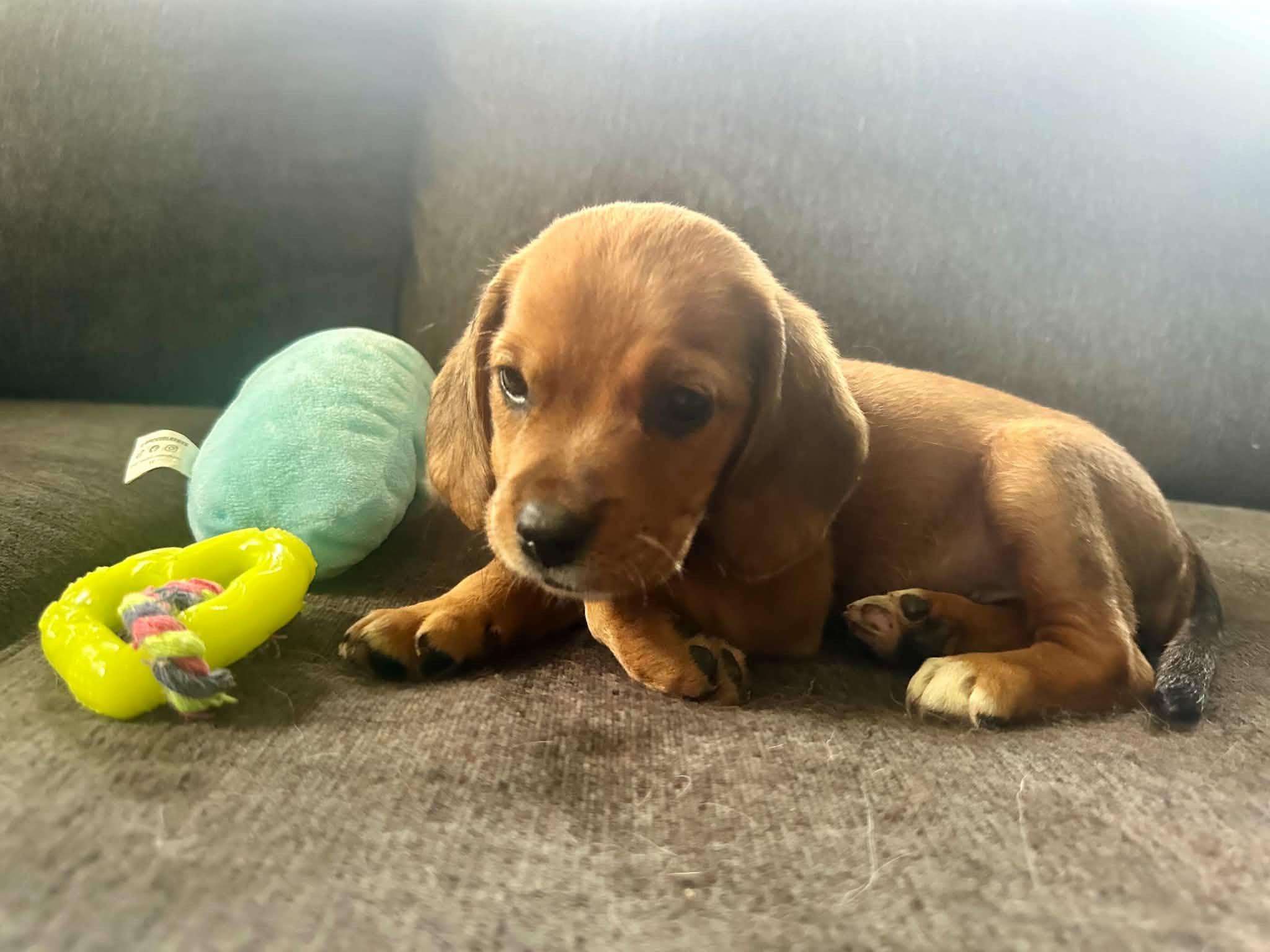 Bella, ADOPTABLE, Puppy Female Beagle & Hound.