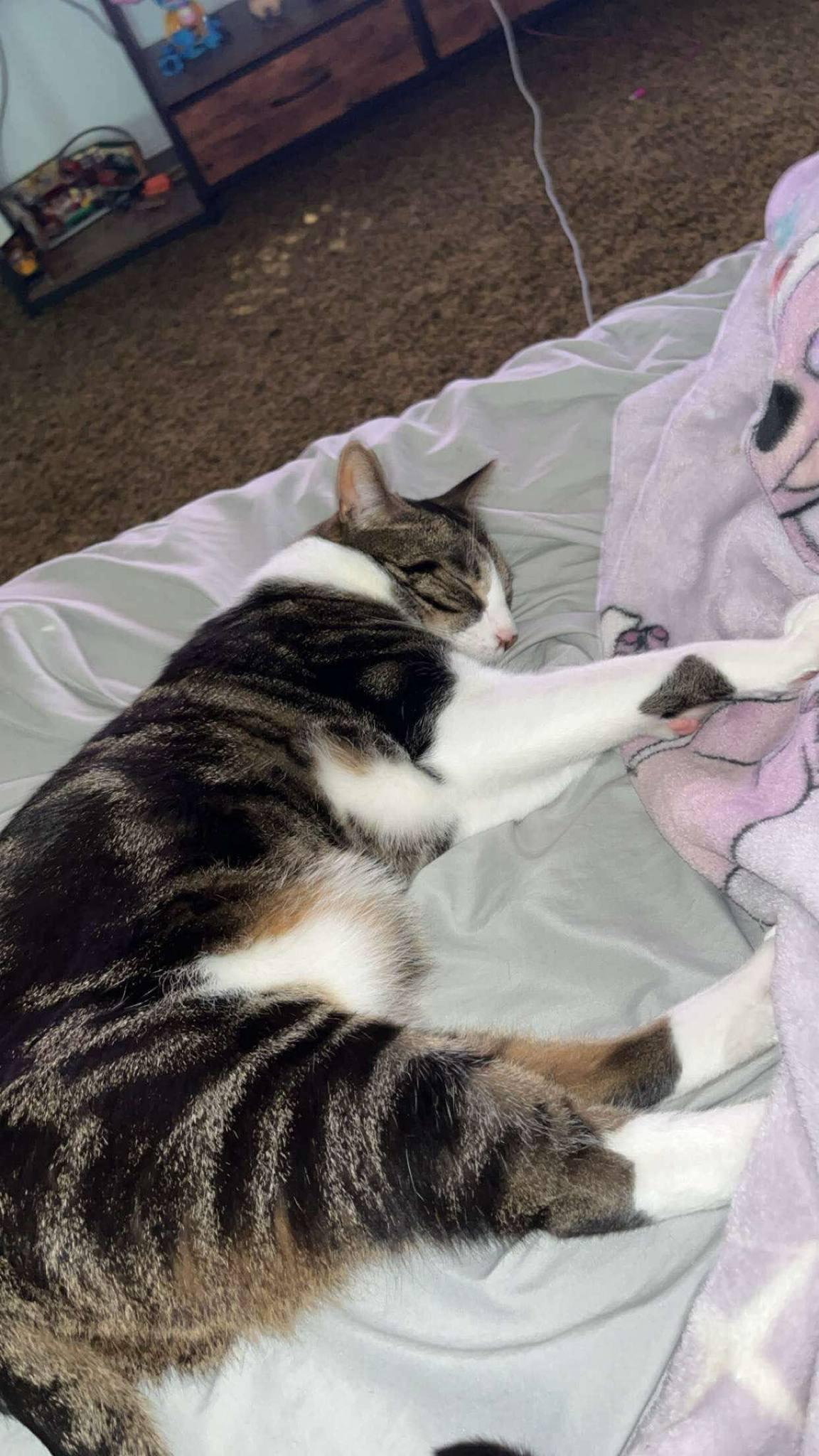 Otis - At Petsmart 3