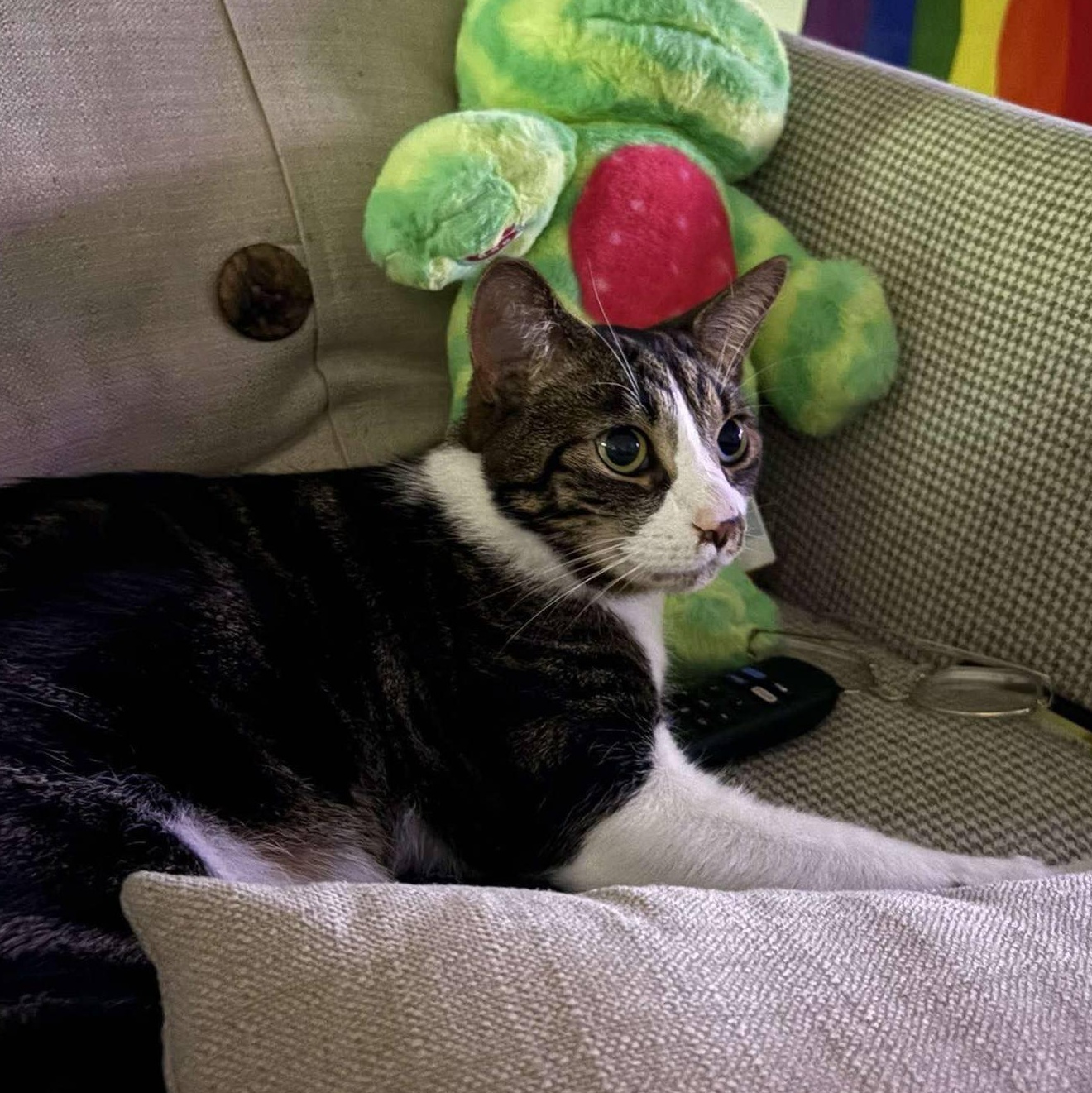 Otis - At Petsmart 1